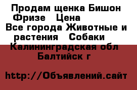 Продам щенка Бишон Фризе › Цена ­ 30 000 - Все города Животные и растения » Собаки   . Калининградская обл.,Балтийск г.